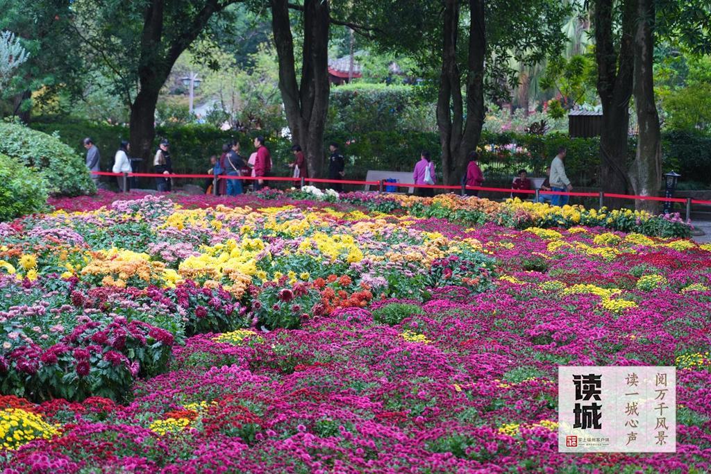 读城｜一抹菊香半城秋！福州西湖菊展惊艳绽放70年，承载几代记忆