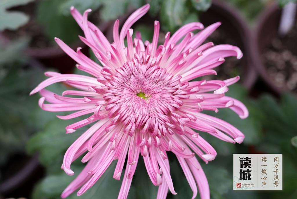 读城|一抹菊香半城秋!福州西湖菊展惊艳绽放70年,承载几代记忆 读城|一抹菊香半城秋!福州西湖菊展惊艳绽放70年,承载几代记忆