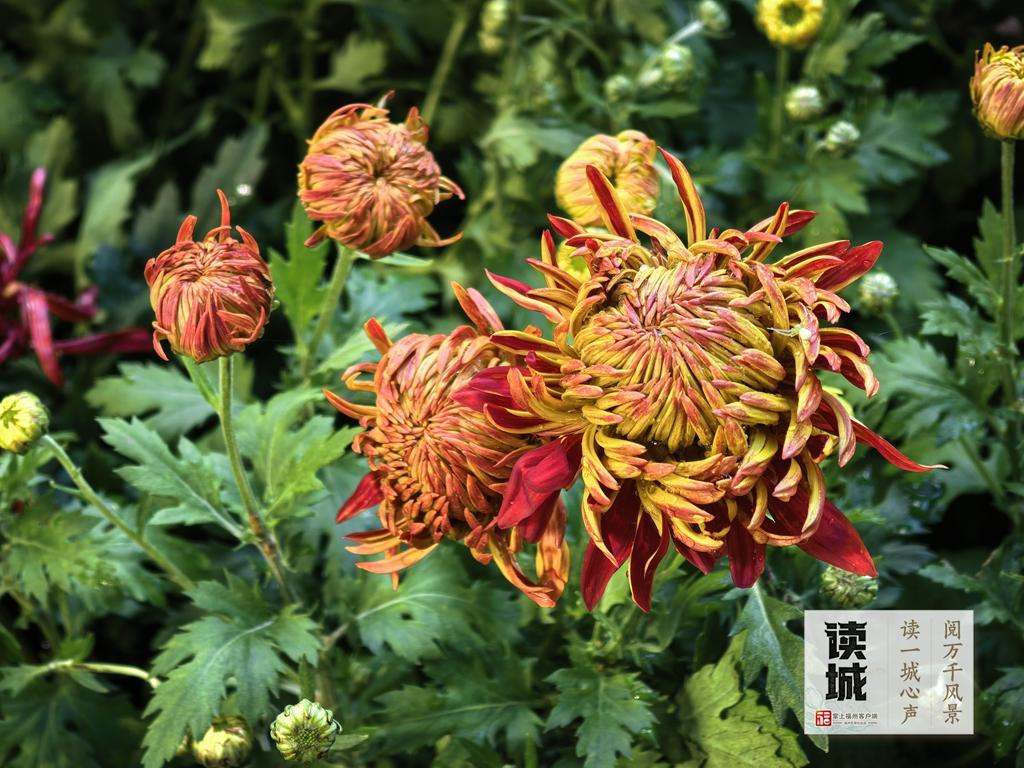 读城|一抹菊香半城秋!福州西湖菊展惊艳绽放70年,承载几代记忆 读城|一抹菊香半城秋!福州西湖菊展惊艳绽放70年,承载几代记忆