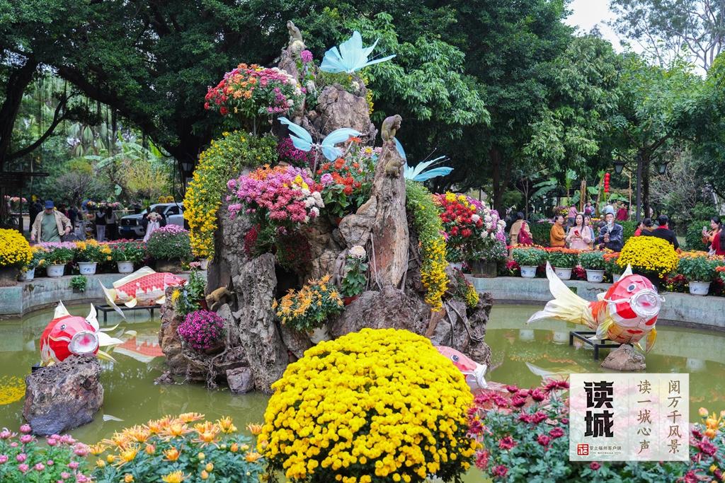 读城｜一抹菊香半城秋！福州西湖菊展惊艳绽放70年，承载几代记忆