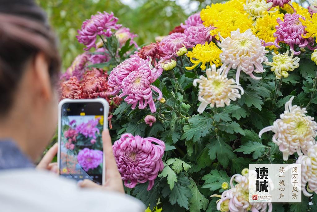 读城｜一抹菊香半城秋！福州西湖菊展惊艳绽放70年，承载几代记忆