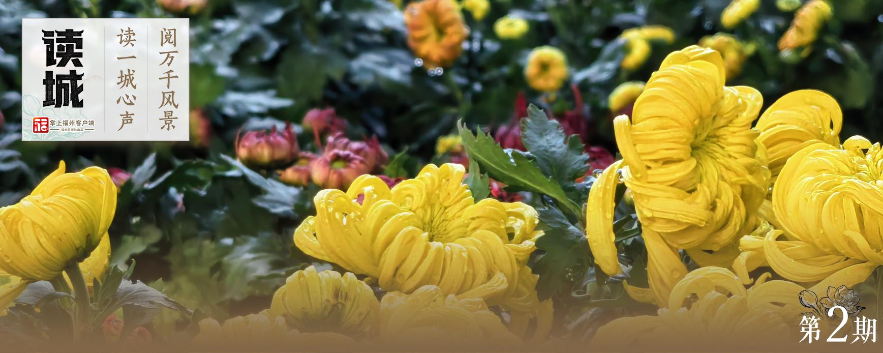 读城|一抹菊香半城秋!福州西湖菊展惊艳绽放70年,承载几代记忆 读城|一抹菊香半城秋!福州西湖菊展惊艳绽放70年,承载几代记忆
