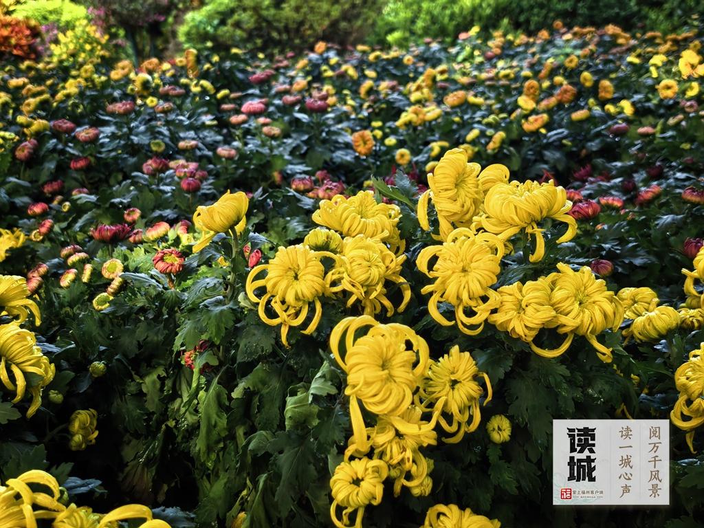 读城|一抹菊香半城秋!福州西湖菊展惊艳绽放70年,承载几代记忆 读城|一抹菊香半城秋!福州西湖菊展惊艳绽放70年,承载几代记忆