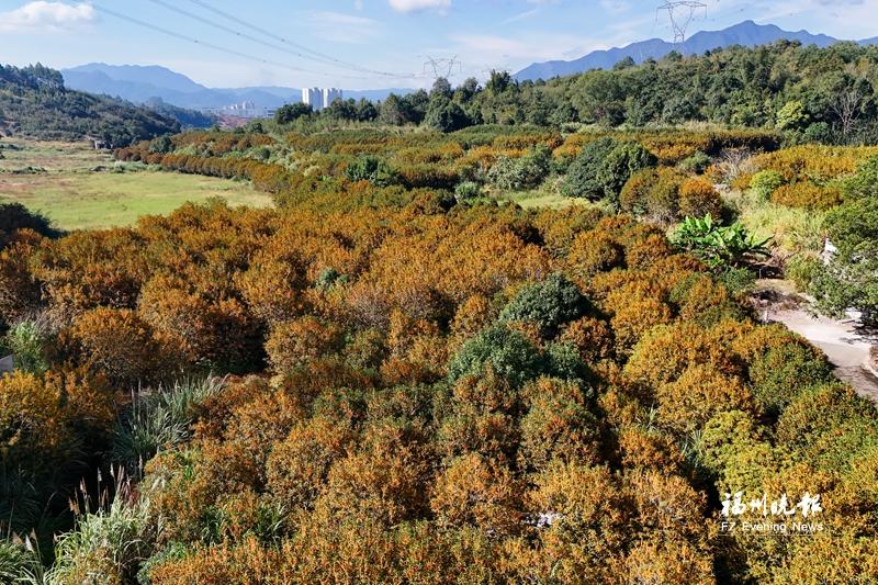 连江天竹村50亩桂花飘香