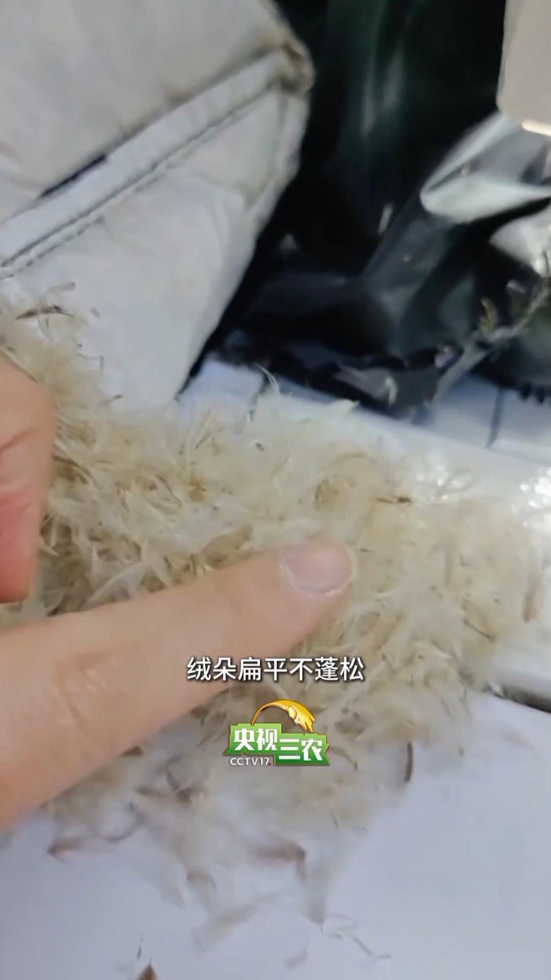 避开“假羽绒”陷阱 这样选购不花冤枉钱