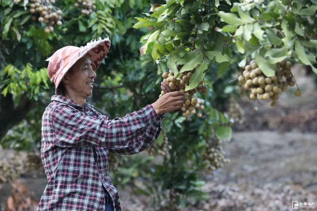 好吃！爱吃！福州秋果甜蜜上市！