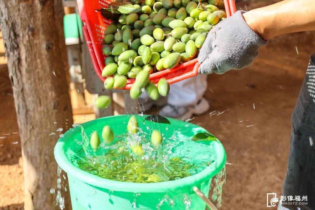 好吃！爱吃！福州秋果甜蜜上市！