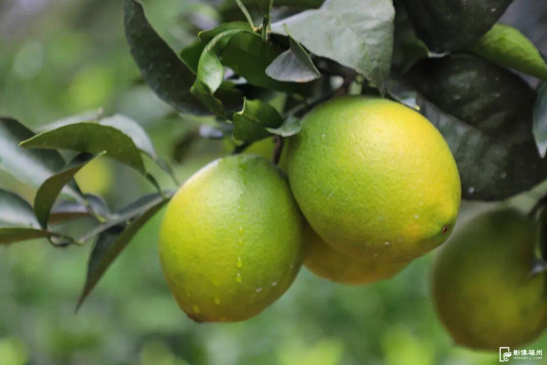 好吃！爱吃！福州秋果甜蜜上市！