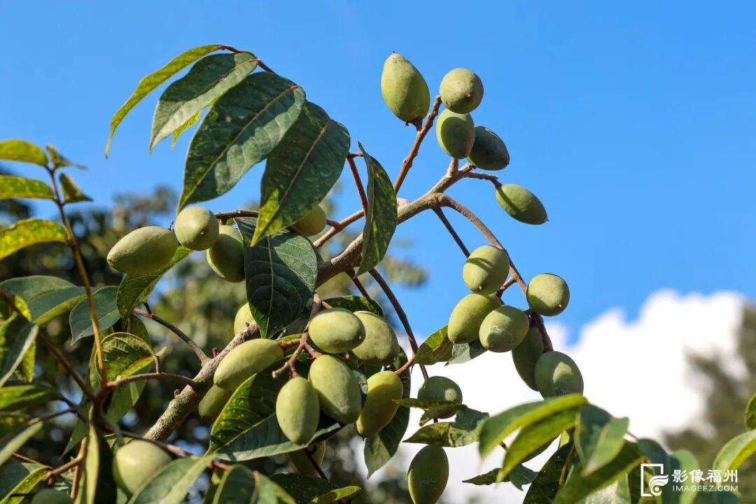 好吃！爱吃！福州秋果甜蜜上市！