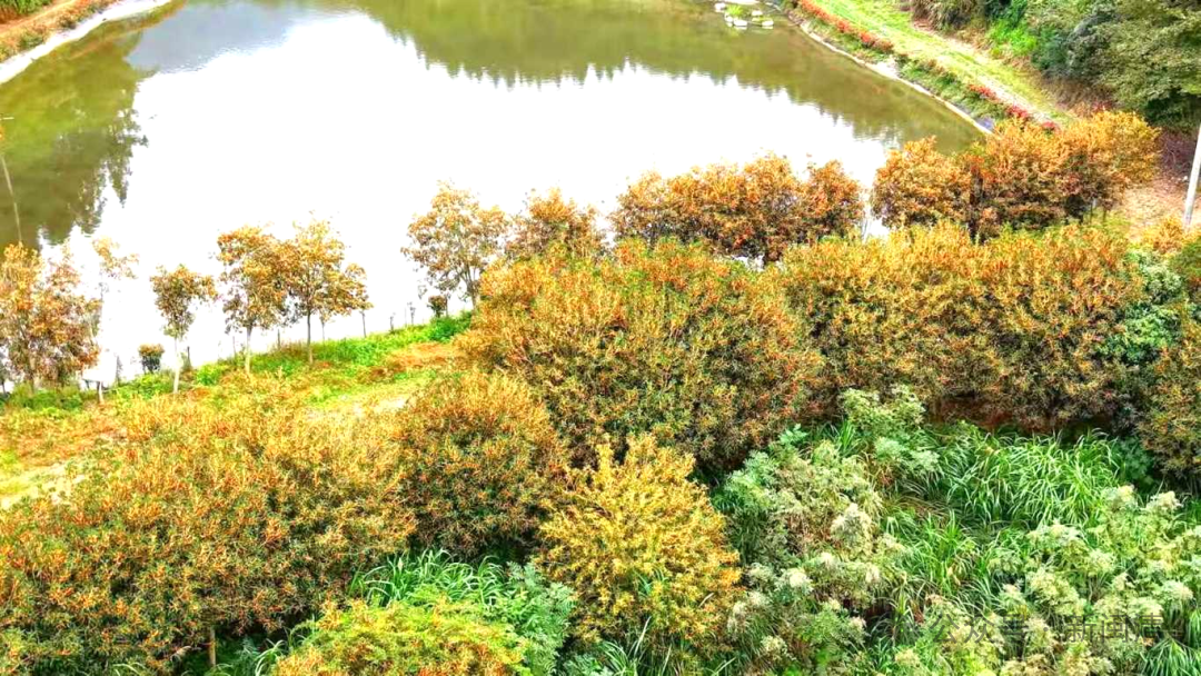 太美！太香！闽清这里的桂花开了！快来邂逅这场金色浪漫