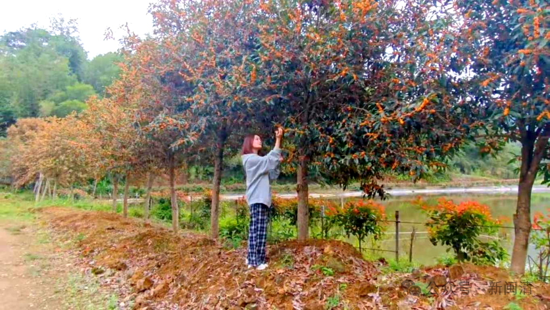 太美！太香！闽清这里的桂花开了！快来邂逅这场金色浪漫