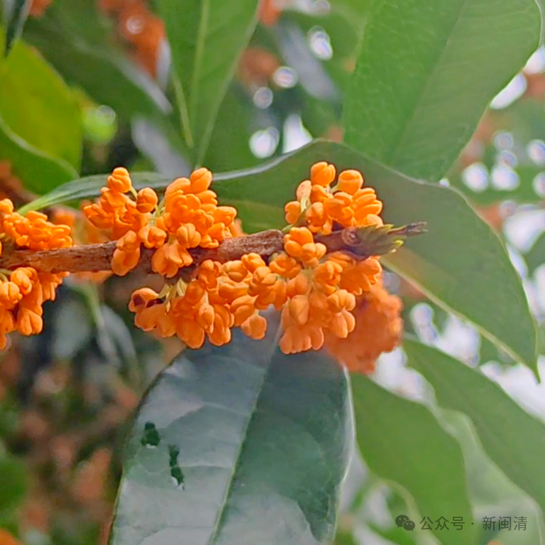 太美！太香！闽清这里的桂花开了！快来邂逅这场金色浪漫