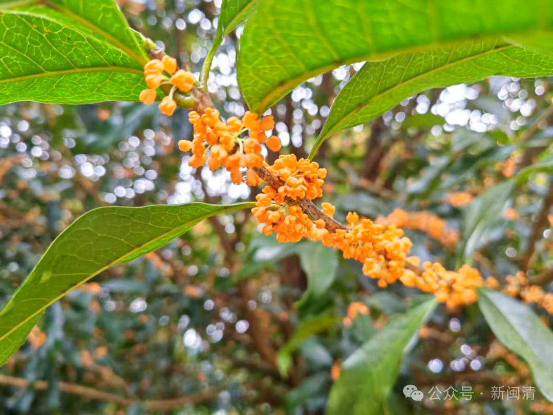 太美！太香！闽清这里的桂花开了！快来邂逅这场金色浪漫