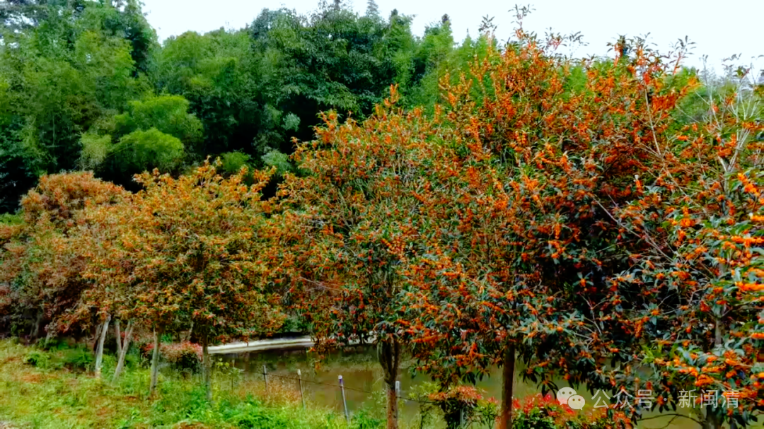 太美！太香！闽清这里的桂花开了！快来邂逅这场金色浪漫