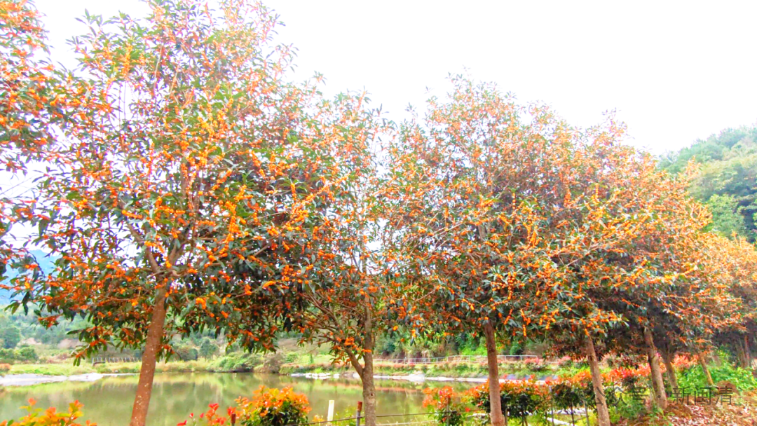 太美！太香！闽清这里的桂花开了！快来邂逅这场金色浪漫