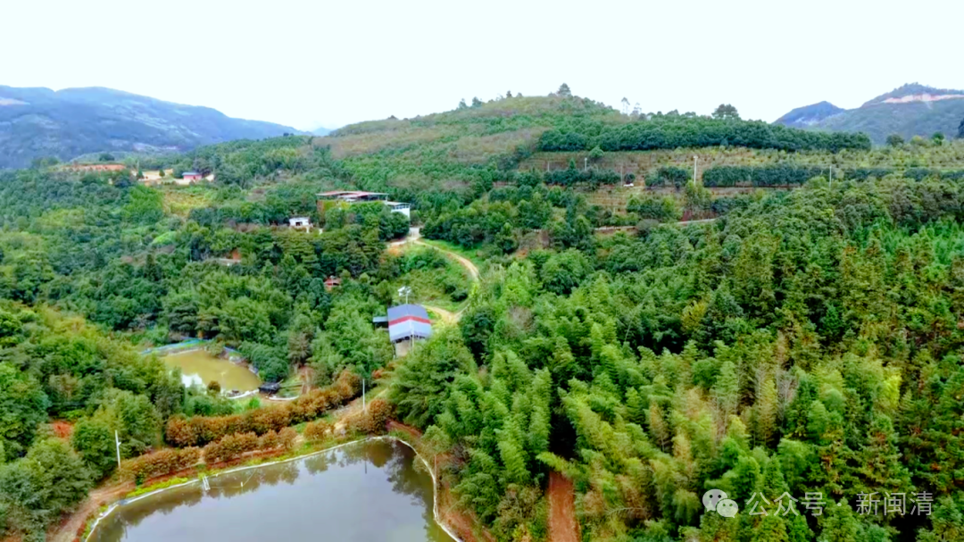 太美！太香！闽清这里的桂花开了！快来邂逅这场金色浪漫