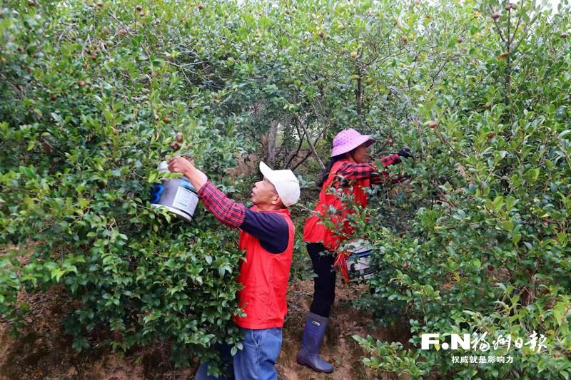 连江：小小油茶果“榨”出大产业