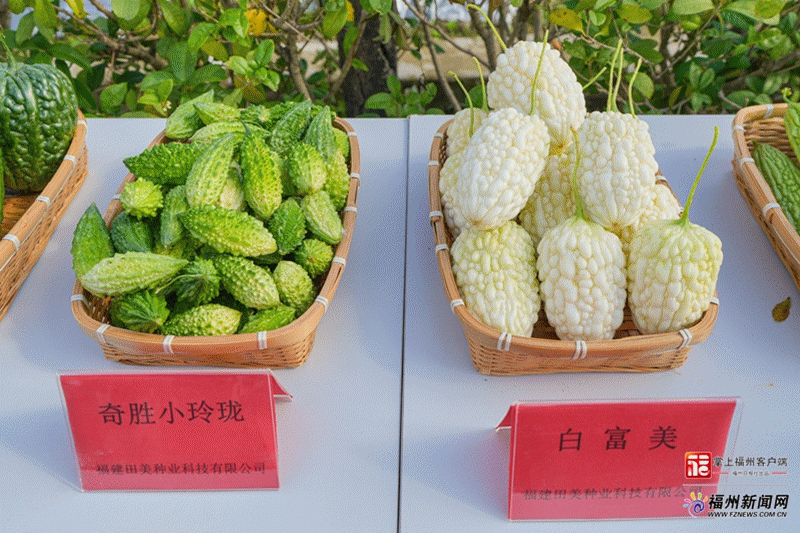 福州这场会观摩“吃苦”!“白富美”“蓝胖子”出道! 福州这场会观摩“吃苦”!“白富美”“蓝胖子”出道!