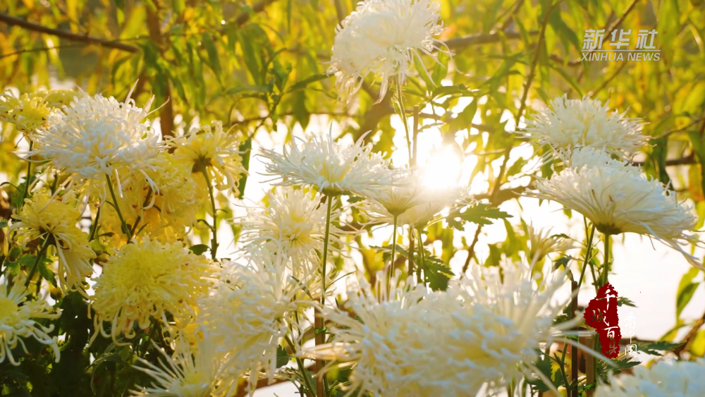 来福州赏景！看水杉披红装 菊展竞芬芳