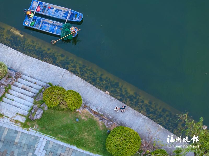 “水下森林”铺翠 西湖碧波流芳