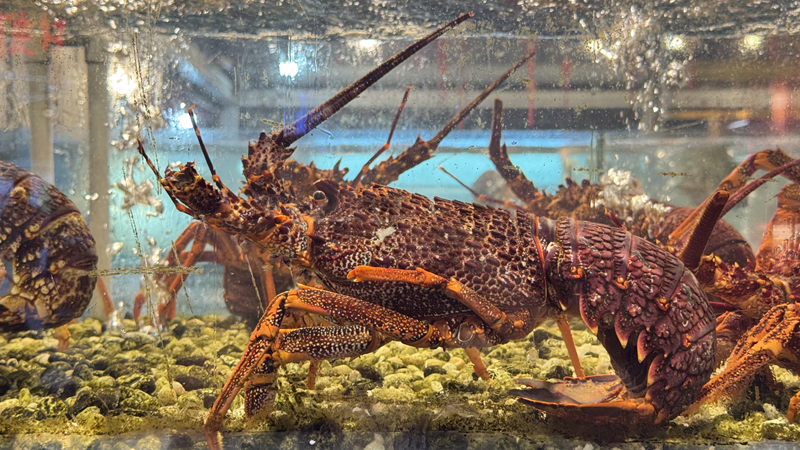 华威美食城11月15日即将启航，引领市场+餐饮融合新潮流