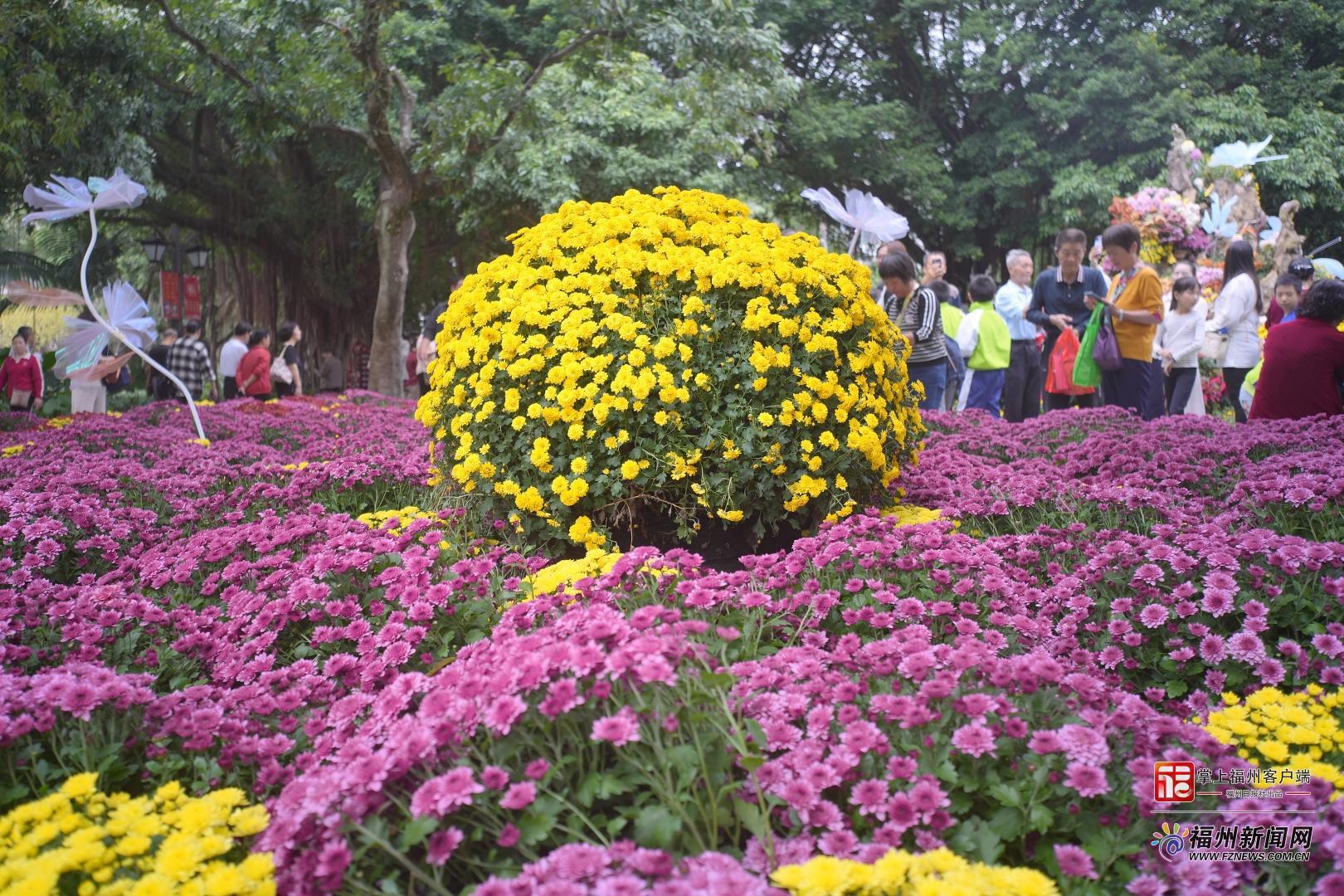 视频·见闻｜一郎来了！邂逅福州秋日“顶流”……