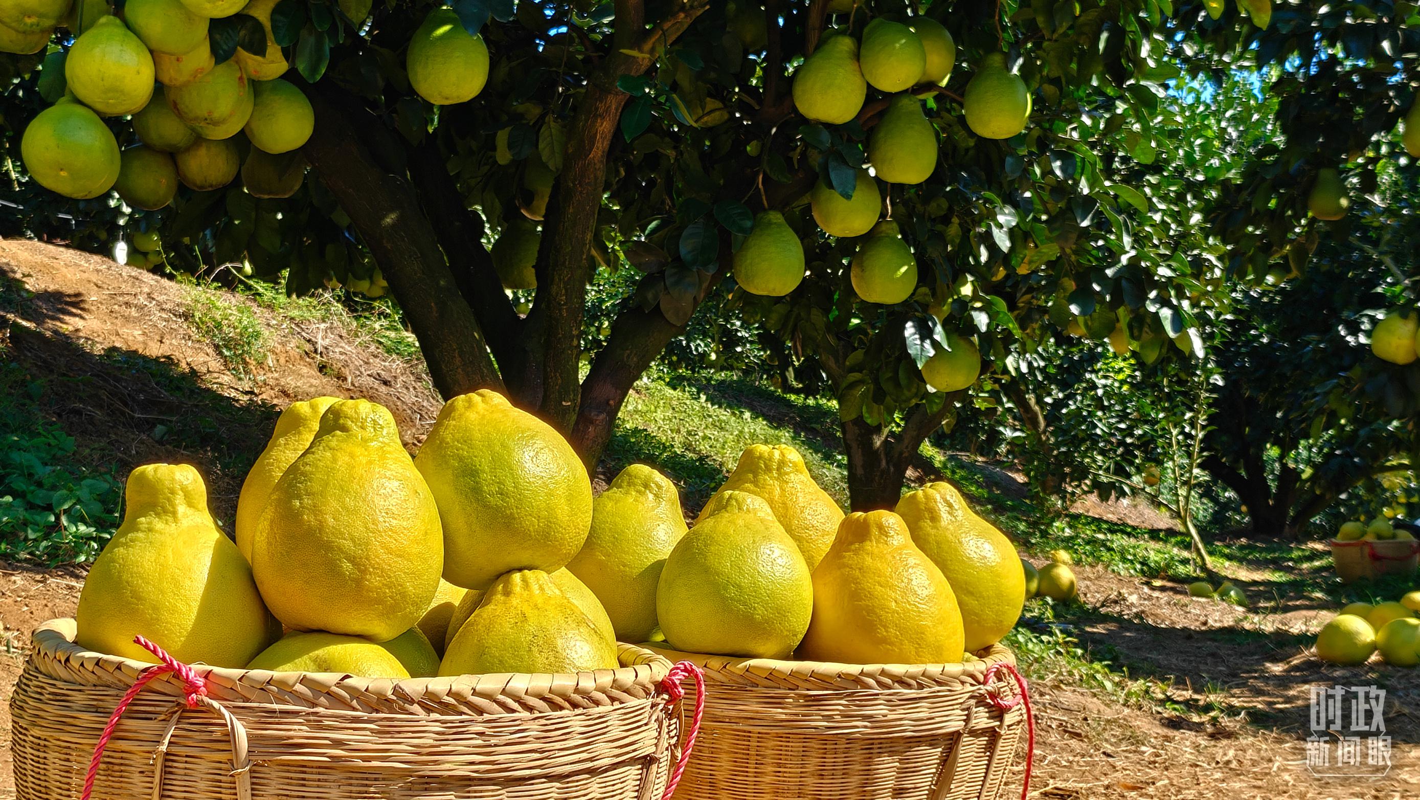 时政新闻眼丨四中全会后首次考察，习近平来到广东梅州