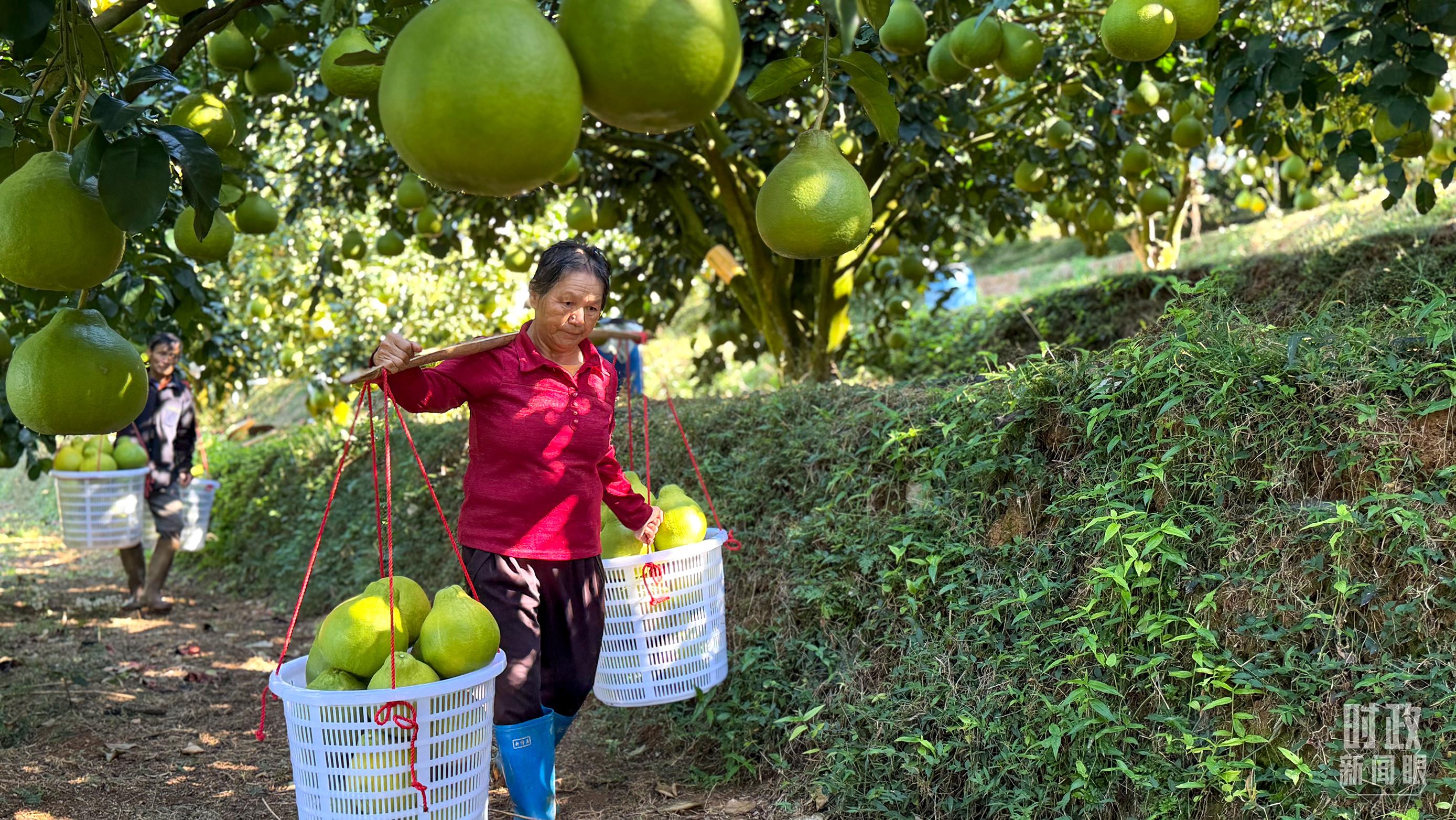 时政新闻眼丨四中全会后首次考察，习近平来到广东梅州