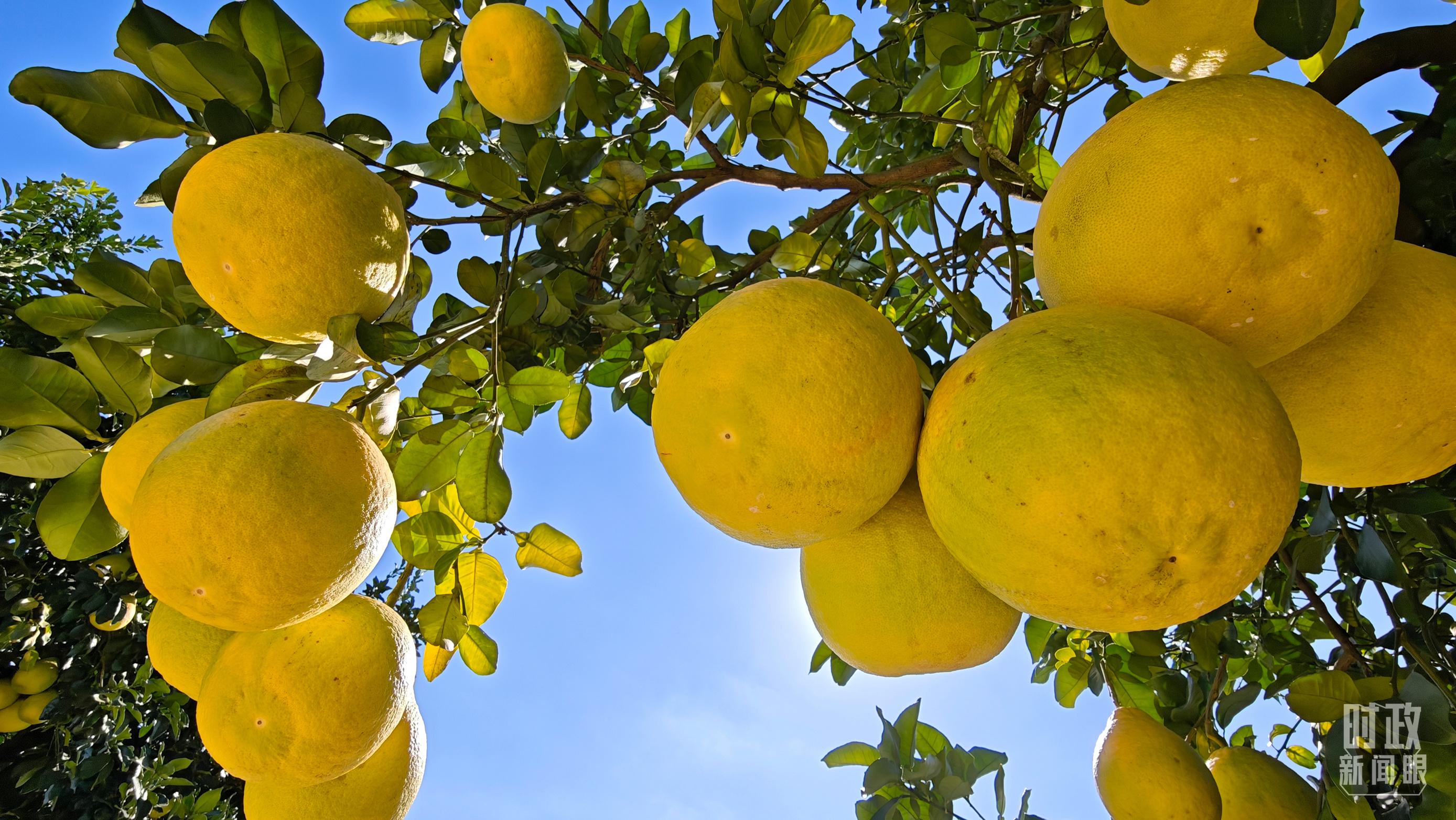 时政新闻眼丨四中全会后首次考察，习近平来到广东梅州