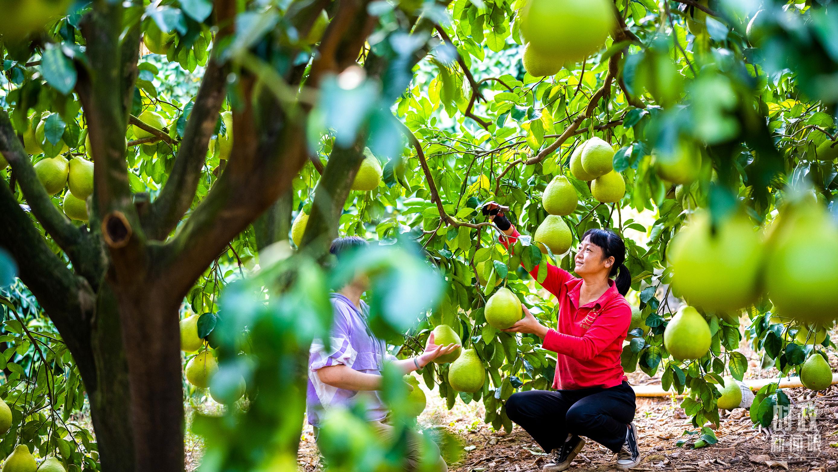 时政新闻眼丨四中全会后首次考察，习近平来到广东梅州