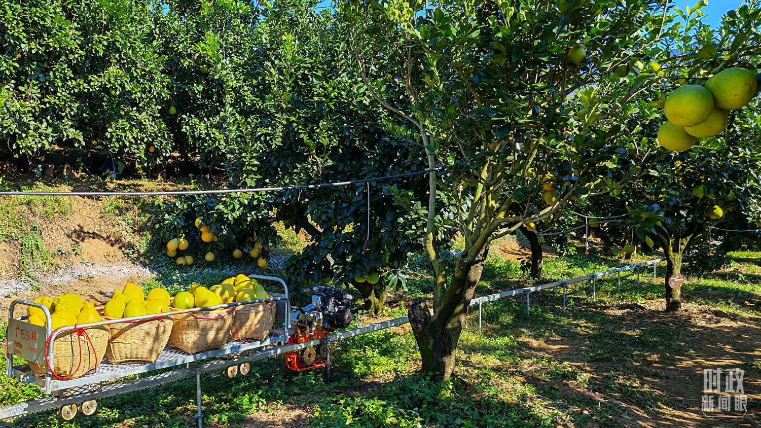 时政新闻眼丨四中全会后首次考察，习近平来到广东梅州