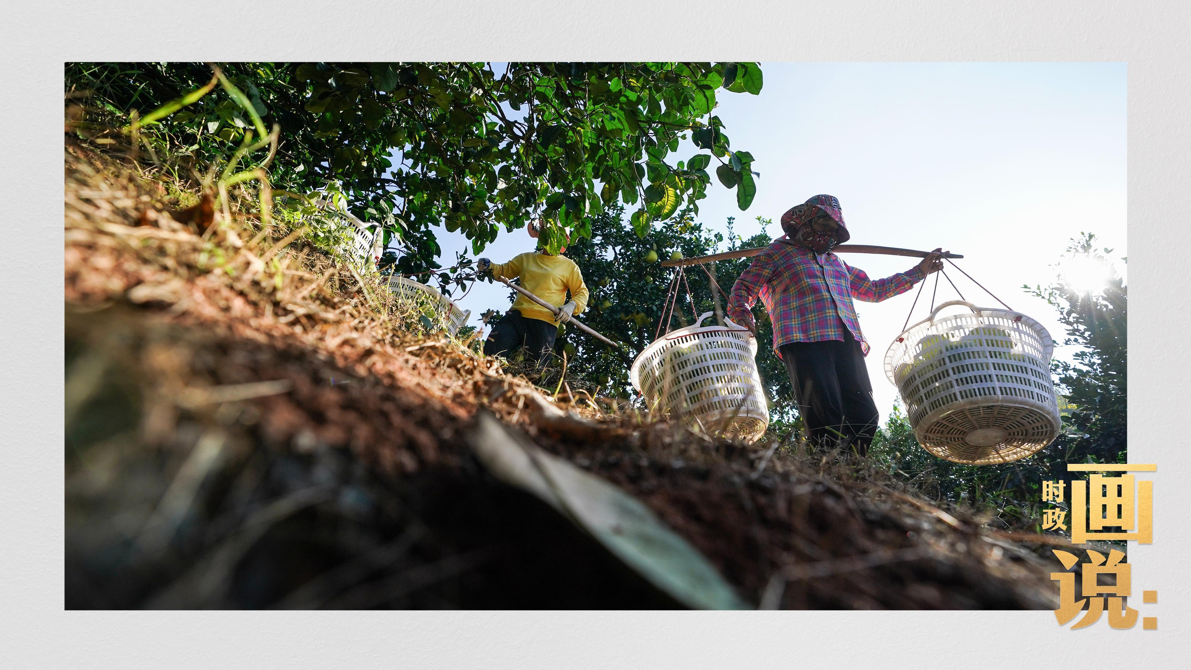 时政画说丨柚见丰年