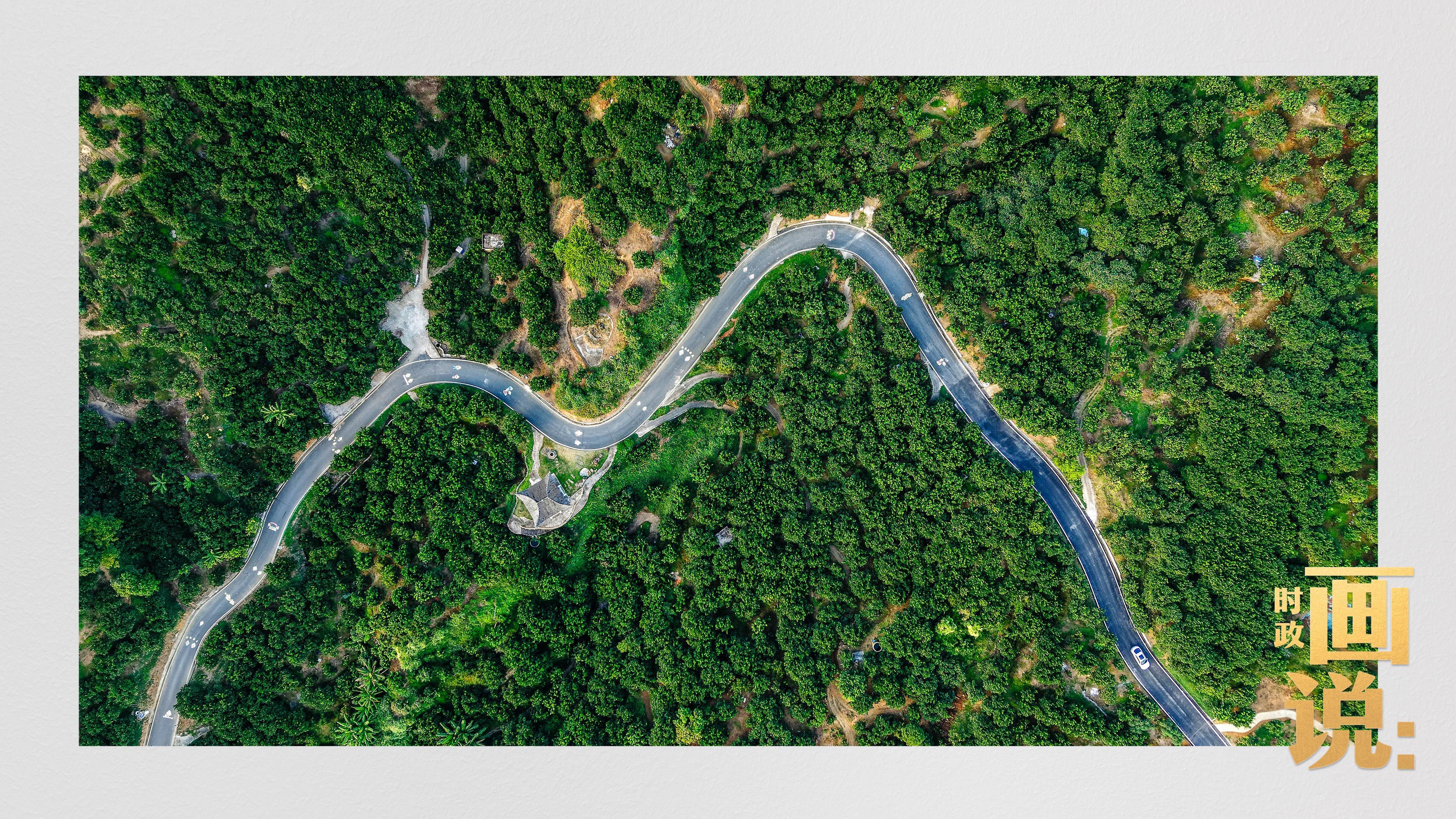 时政画说丨柚见丰年