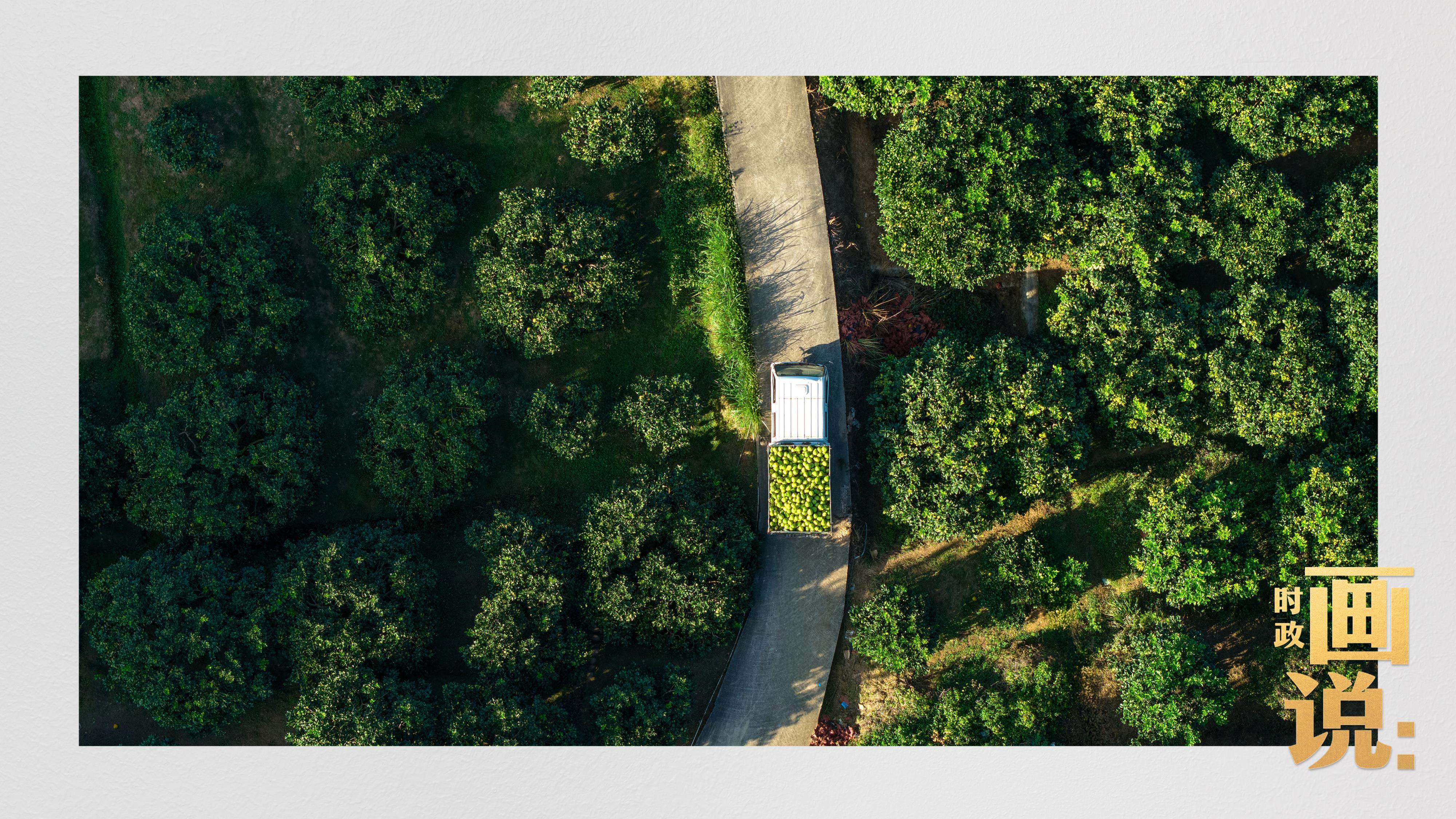 时政画说丨柚见丰年