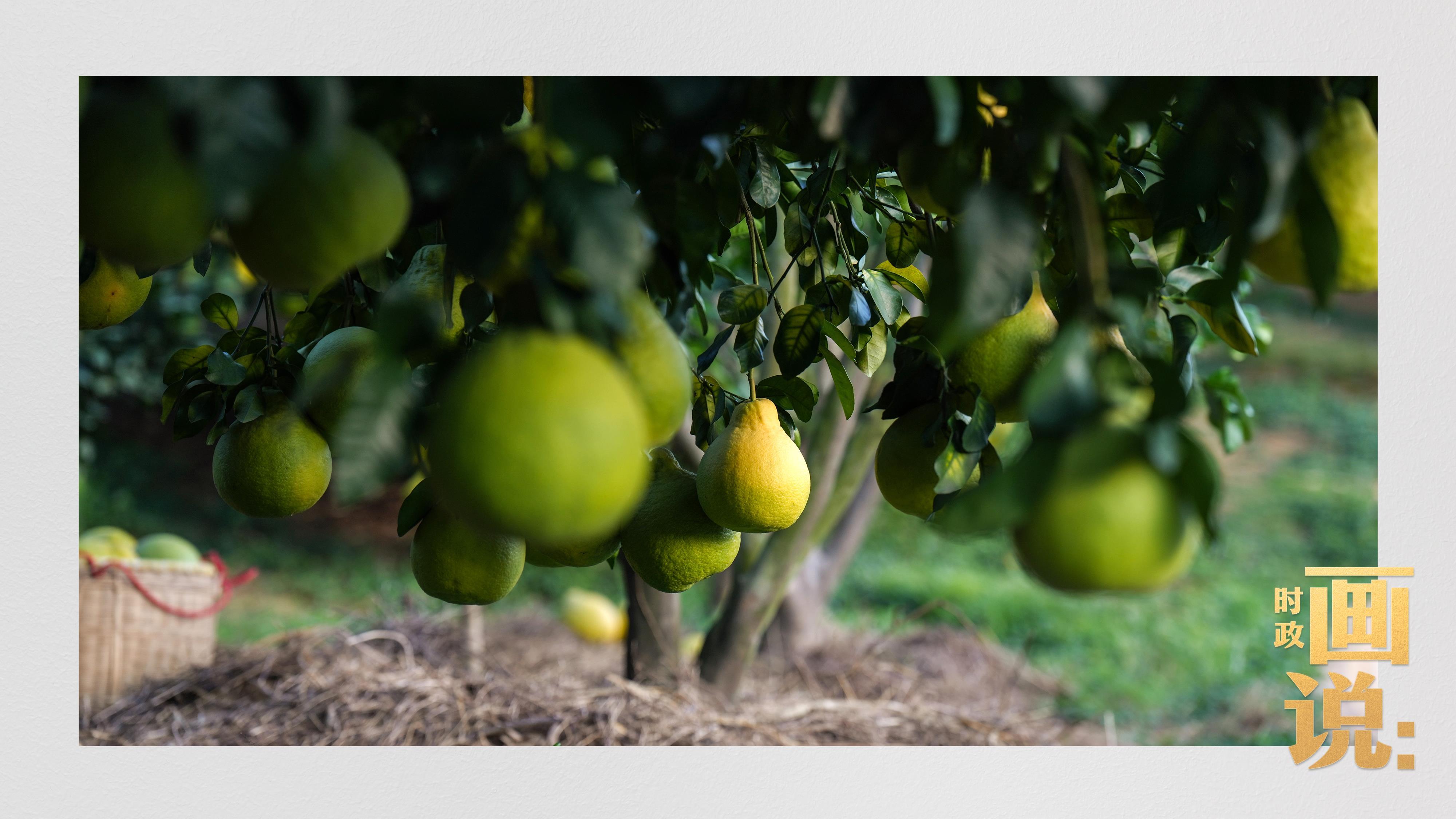 时政画说丨柚见丰年