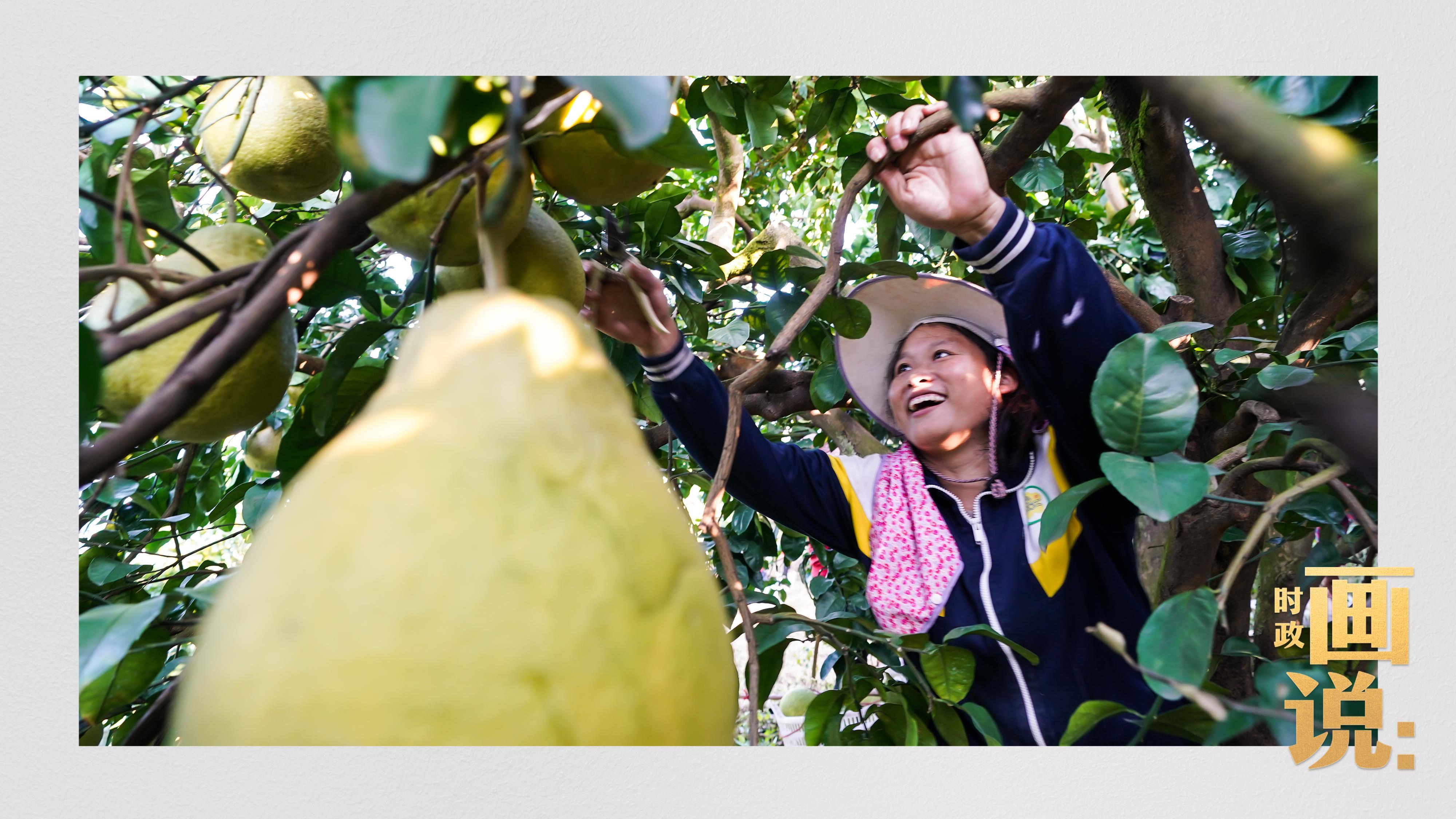 时政画说丨柚见丰年