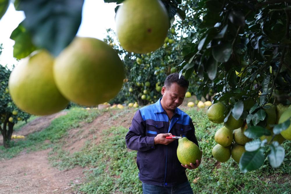 第1视点｜乡村振兴路 金柚正飘香