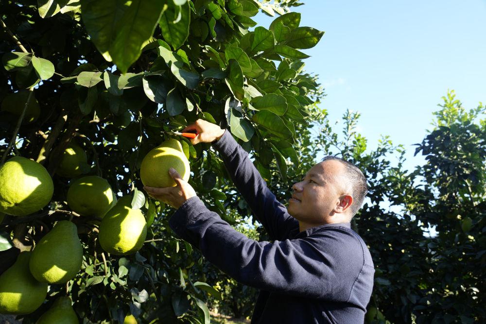 第1视点｜乡村振兴路 金柚正飘香