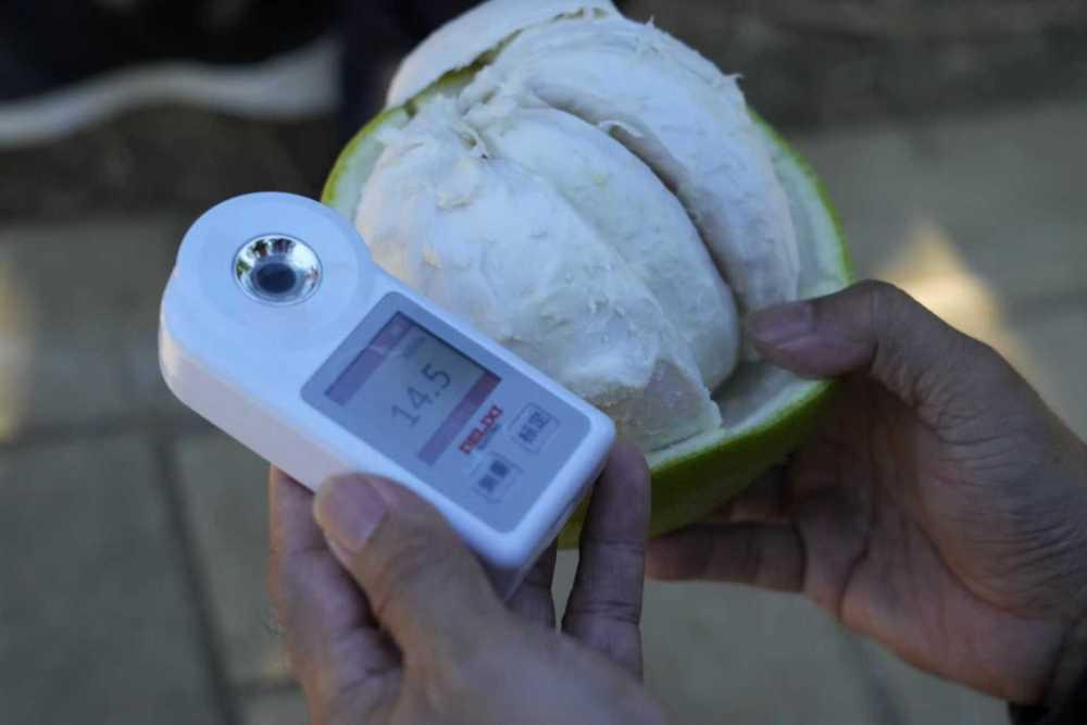 第1视点｜乡村振兴路 金柚正飘香