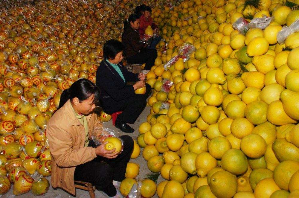 第1视点｜乡村振兴路 金柚正飘香