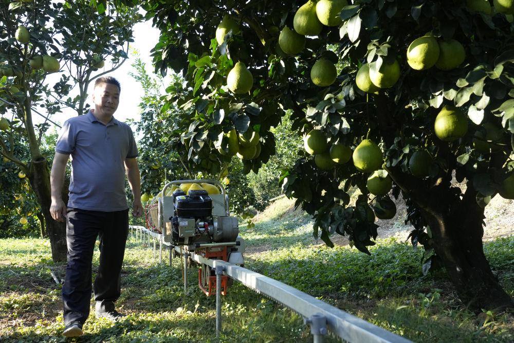 第1视点｜乡村振兴路 金柚正飘香