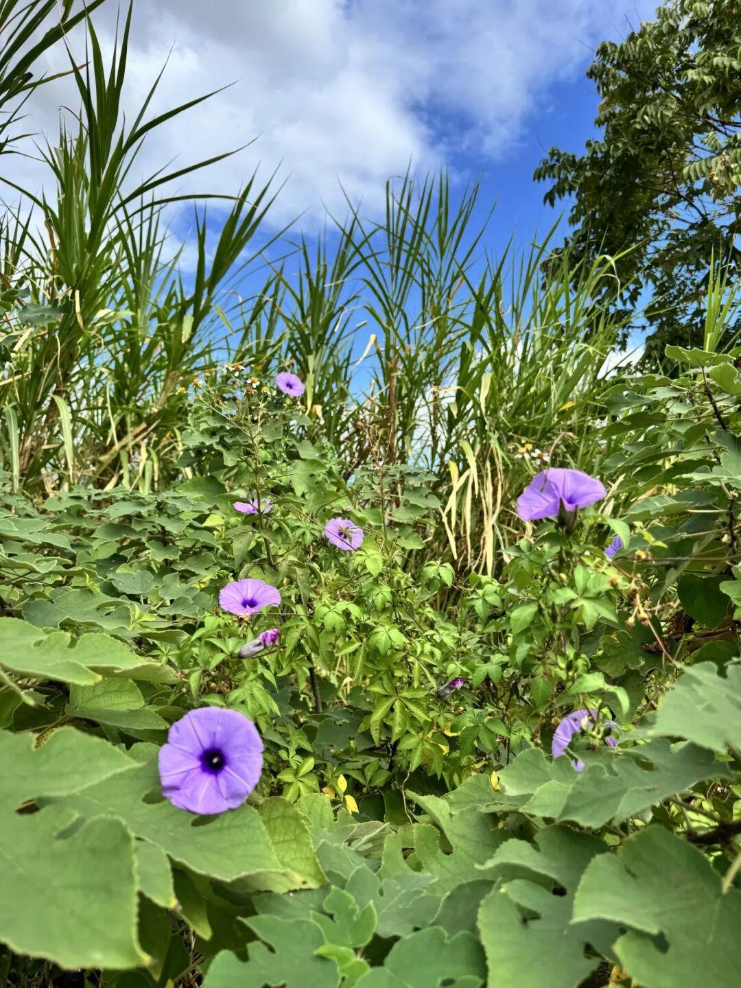 打卡5年!她镜头下的“福州蓝”,惊艳! 打卡5年!她镜头下的“福州蓝”,惊艳!