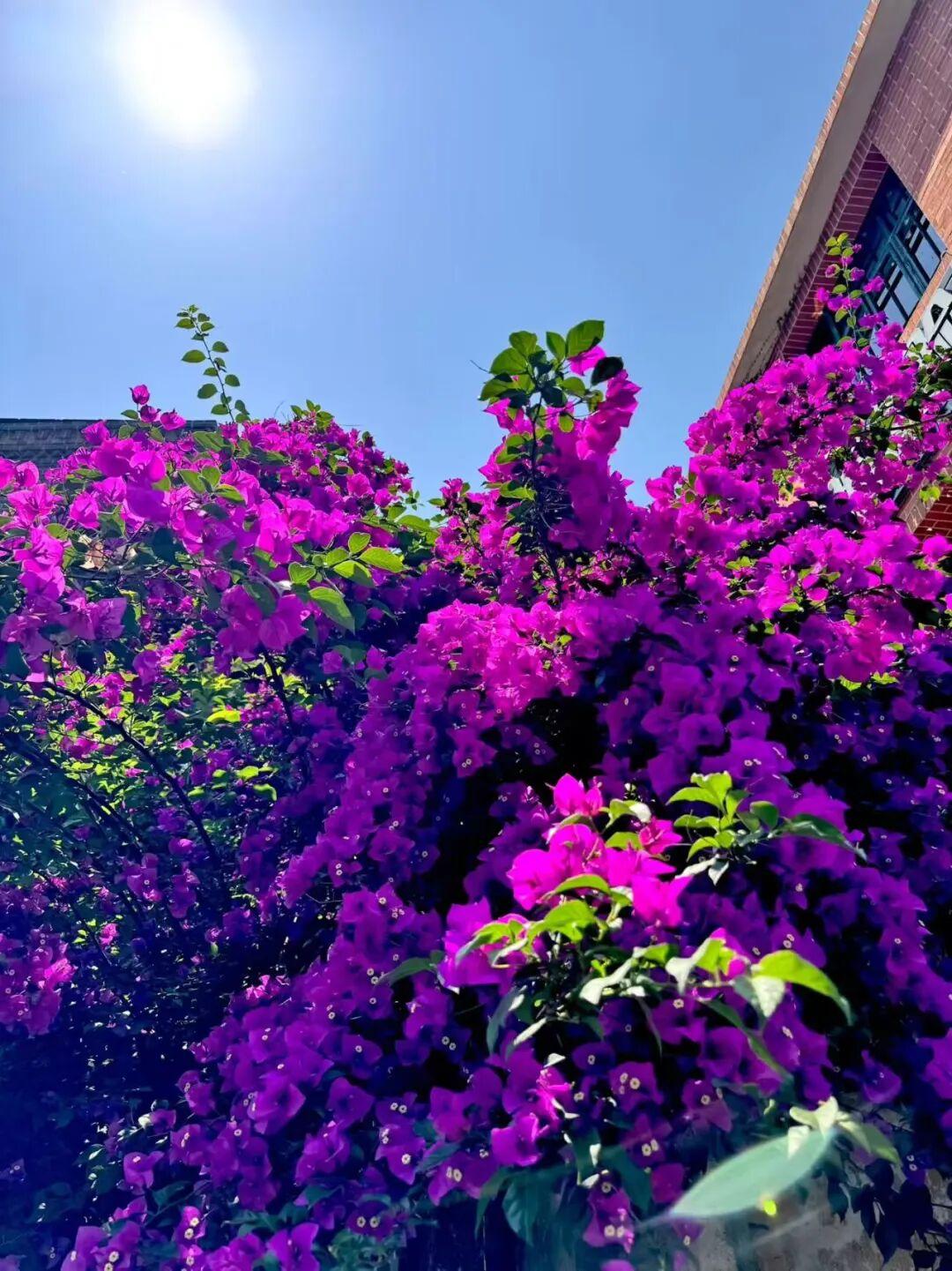 打卡5年!她镜头下的“福州蓝”,惊艳! 打卡5年!她镜头下的“福州蓝”,惊艳!