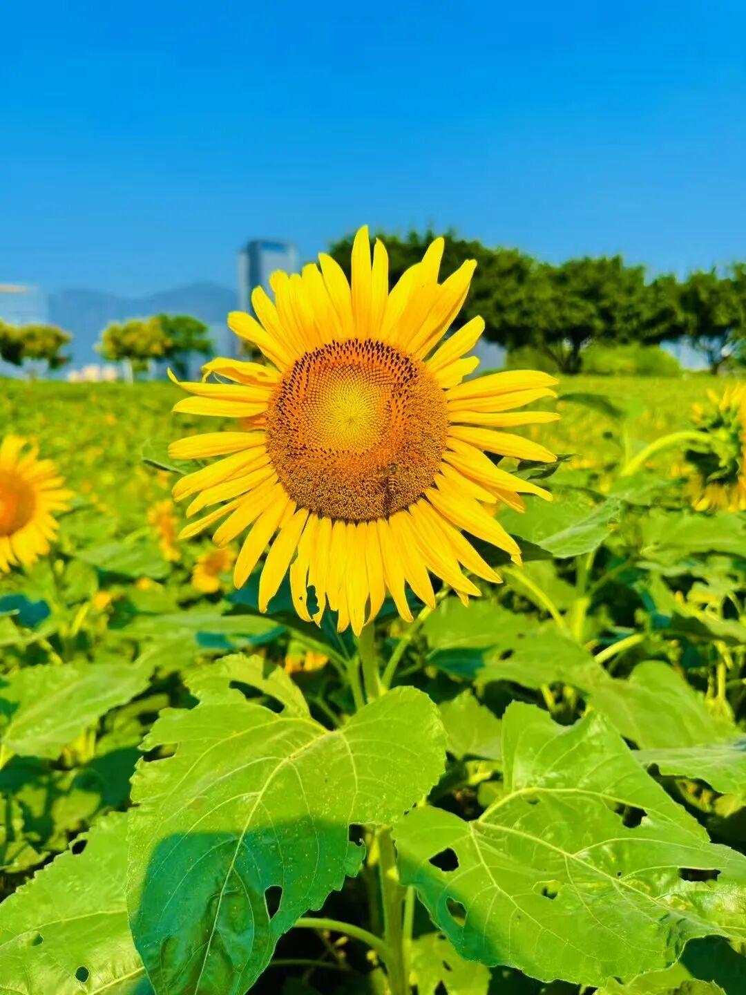 打卡5年!她镜头下的“福州蓝”,惊艳! 打卡5年!她镜头下的“福州蓝”,惊艳!