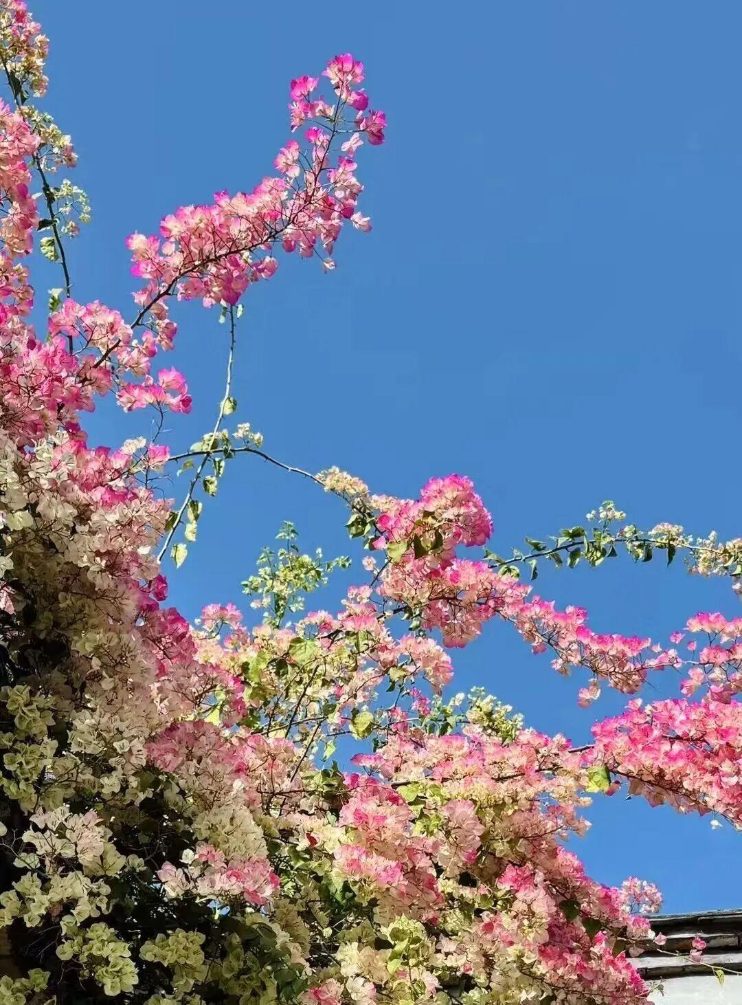 打卡5年!她镜头下的“福州蓝”,惊艳! 打卡5年!她镜头下的“福州蓝”,惊艳!