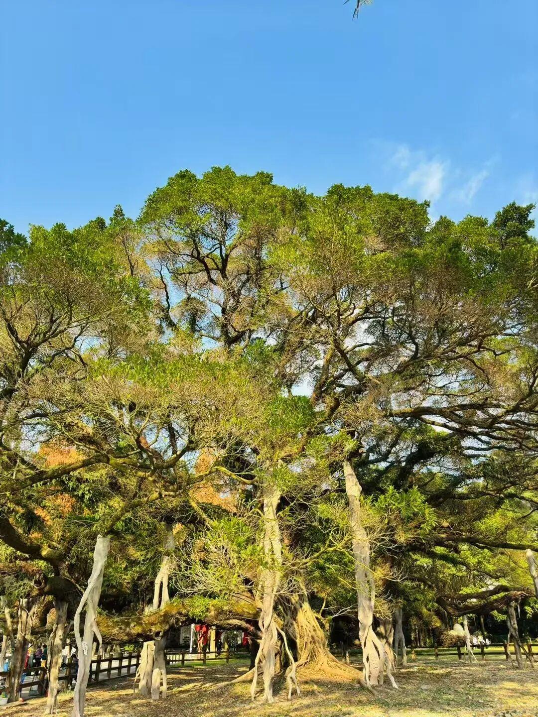 打卡5年!她镜头下的“福州蓝”,惊艳! 打卡5年!她镜头下的“福州蓝”,惊艳!