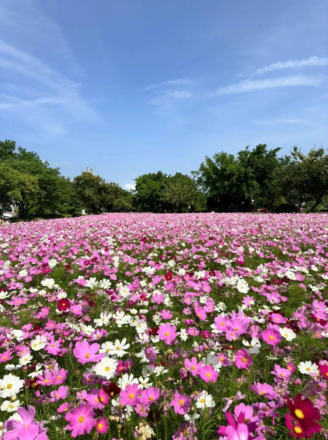 打卡5年!她镜头下的“福州蓝”,惊艳! 打卡5年!她镜头下的“福州蓝”,惊艳!