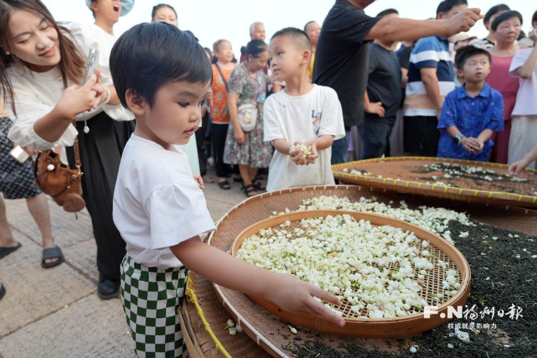千年茉莉 “莫离”福州 千年茉莉 “莫离”福州