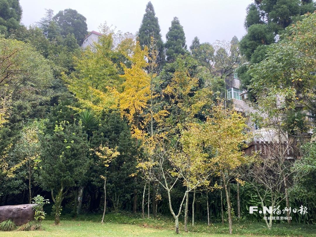 上鼓岭游人醉：桂花香 枫叶红 银杏黄