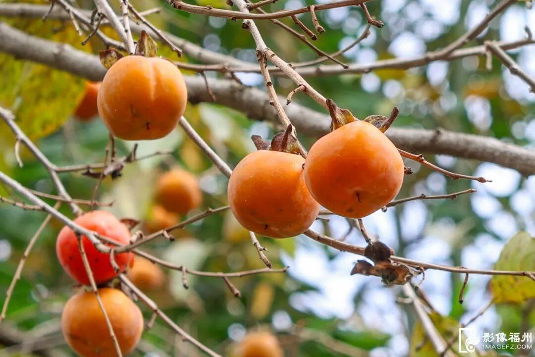 蚝鲜柿甜！连江乡村“丰”光正好！
